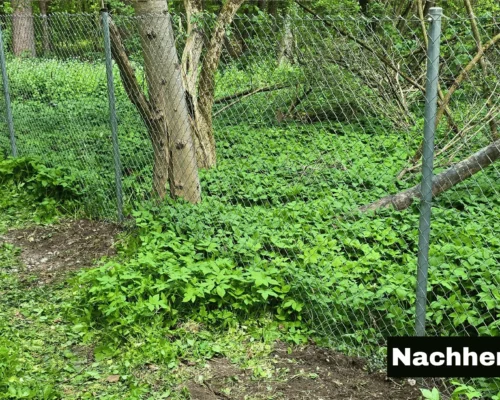 zaunreparatur-maschendraht-metallbau-zaunbau-haunstetten Reparatur eines Maschendrahtzauns mit erneuertem verzinktem Geflecht bei GEPA Metallbau